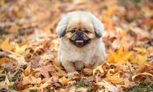 おせちの価格や口コミを参考にしたお得な選び方は？